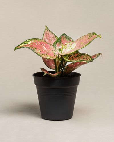 Eine Aglaonema Jazzy Red in einem schwarzen Innentopf.