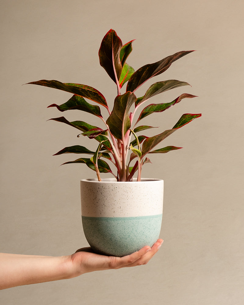 Aglaonema Jungle Red in einem mintfarbigen Varaido Topf von feey