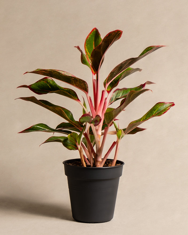 Aglaonema Jungle Red ohne Übertopf