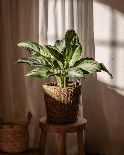 Eine Aglaonema Silver Bay in einem Topf mit langen, spektakulären Blättern steht auf einem Holzhocker und wird in sanftes Tageslicht getaucht. Die Pflanze befindet sich in einem geflochtenen Korb und ein zweiter leerer geflochtener Korb steht auf dem Boden neben dem Hocker. Im Hintergrund hängt ein Vorhang.