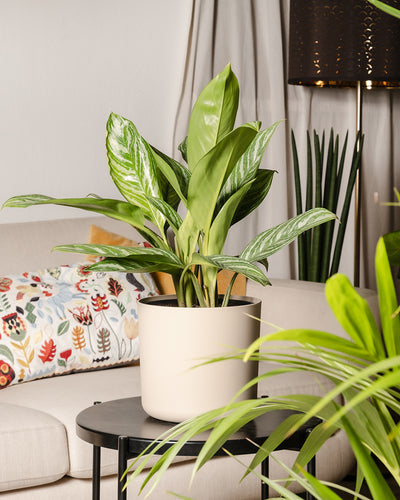 Aglaonema Stripes in einem Taupe 'Lumi' Kunststoff-Top im Wohnzimmer