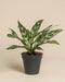 Eine Aglaonema Maria mit langen, spitzen grünen Blättern und silber gesprenkelten Mustern steht in einem einfachen schwarzen Plastiktopf vor einem schlichten beigen Hintergrund.