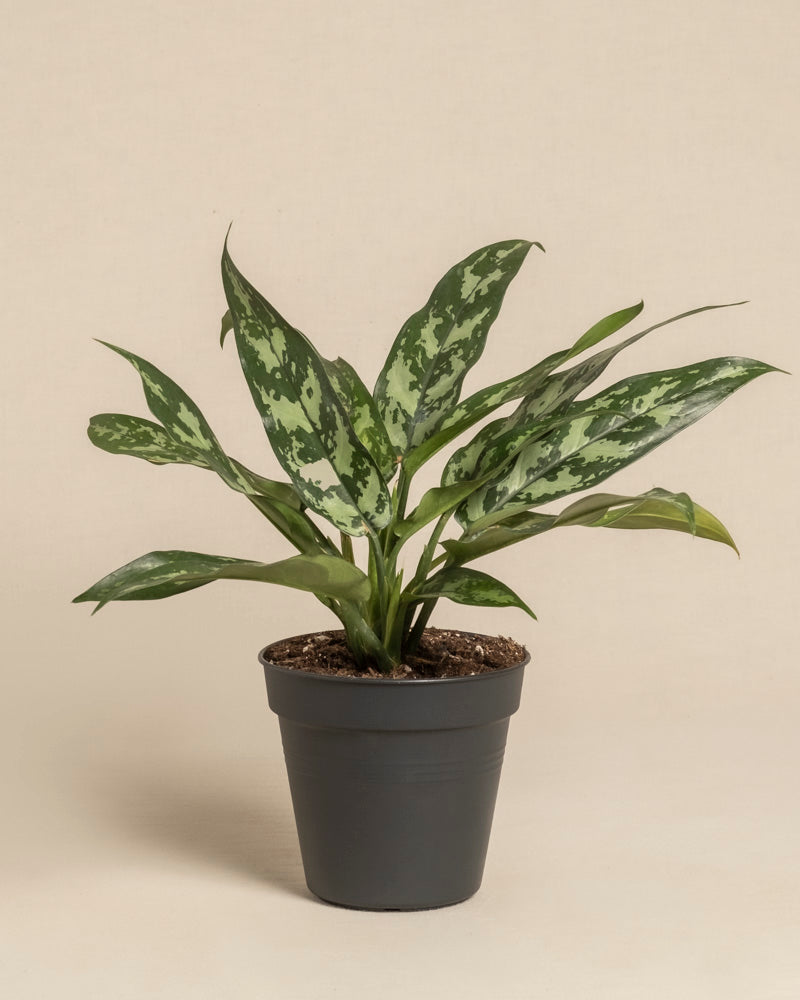 Eine Aglaonema Maria mit langen, spitzen grünen Blättern und silber gesprenkelten Mustern steht in einem einfachen schwarzen Plastiktopf vor einem schlichten beigen Hintergrund.