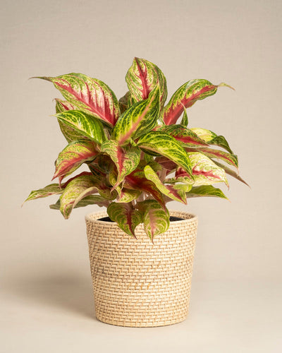 Ein Aglaonema Siam Violet mit grün und rosa bunten Blättern liegt in einem hellen geflochtenen Korb vor einem schlichten, neutralen Hintergrund.