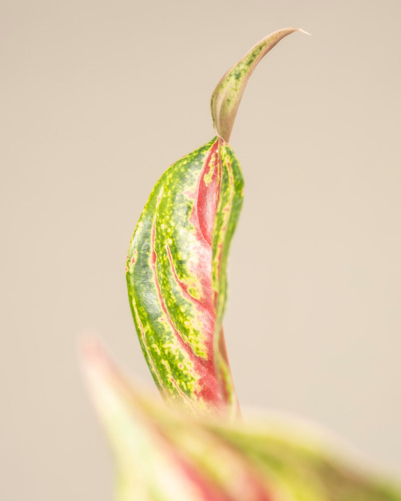 Eine Nahaufnahme eines Aglaonema Siam-Veilchenblattes zeigt eine grüne, rosa und cremefarbene Panaschierung vor einem zartbeigen Hintergrund. Die Spitze ist nach oben gebogen, und die Blattstruktur ist deutlich sichtbar.