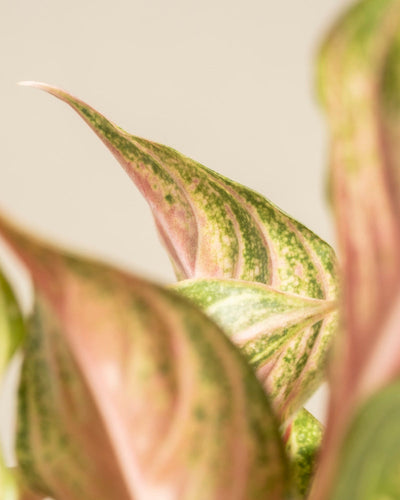 Nahaufnahme von Aglaonema Siam Violet mit langen, spitzen grünen Blättern mit gesprenkelten Mustern und rosa Farbtönen vor einem weichen, neutralen Hintergrund.