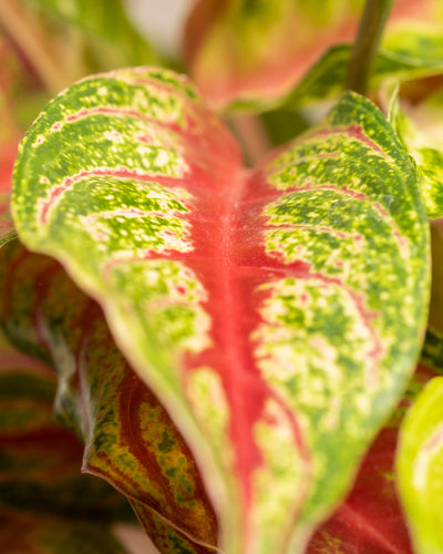 Eine Nahaufnahme eines Aglaonema Siam Violet-Blattes mit einer leuchtend roten Mitte, gelb gesprenkelten grünen Rändern, einer markanten Mittelrippe und einer weichen, strukturierten Oberfläche.