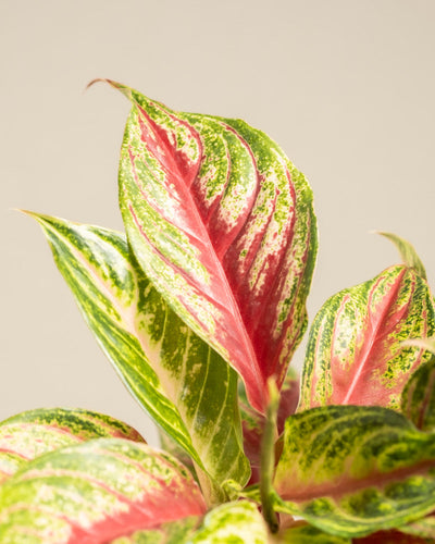 Nahaufnahme einer Aglaonema Siam Violet-Pflanze mit großen, bunten Blättern mit leuchtend rosa Mitte, grünen Rändern und cremefarbenen Sprenkeln vor einem schlichten hellen Hintergrund.