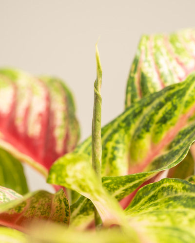 Eine Nahaufnahme einer Zimmerpflanze vom Typ Aglaonema Siam Violet mit bunten grünen und rosa Blättern und einer einzelnen aufrecht stehenden, ungeöffneten Blattknospe in der Mitte, vor einem neutralen, unscharfen Hintergrund.