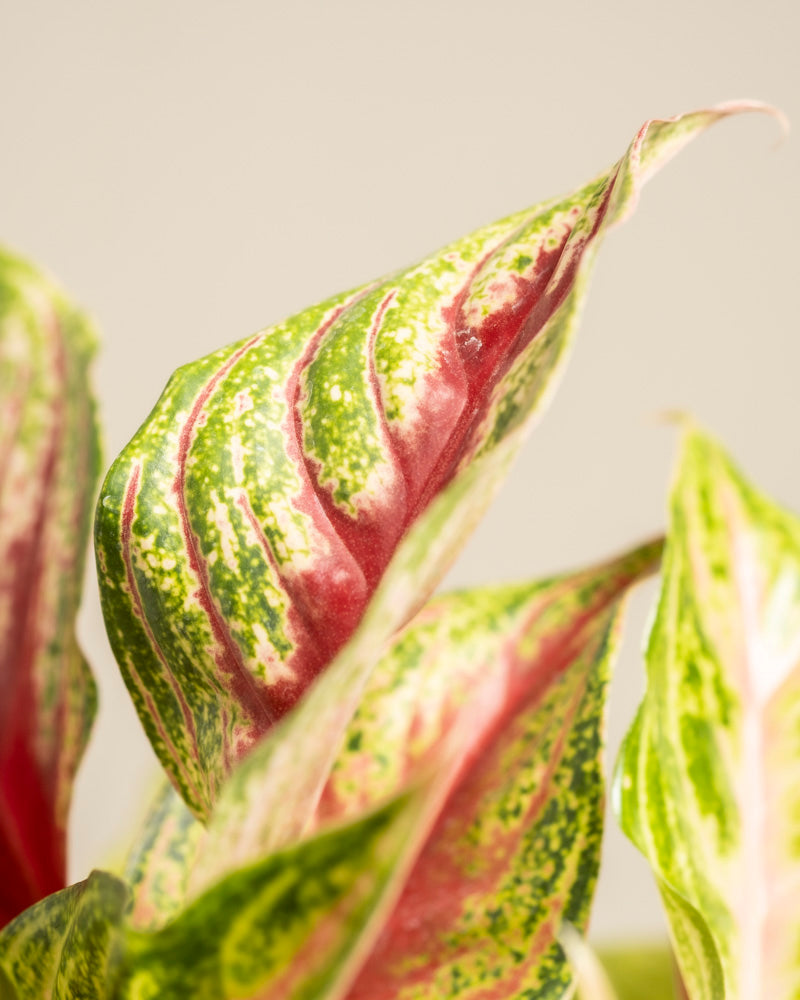 Nahaufnahme der Blätter des Aglaonema Siam Violet. Sie zeigen eine grüne, rosa und cremefarbene Panaschierung mit spitzen Enden und wirbelnden Mustern vor einem hellbeigen Hintergrund.