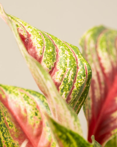 Nahaufnahme der bunten Blätter von Aglaonema Siam Violet mit grünen, gelben und rosa Mustern und einer wachsartigen Textur vor einem neutralen Hintergrund.