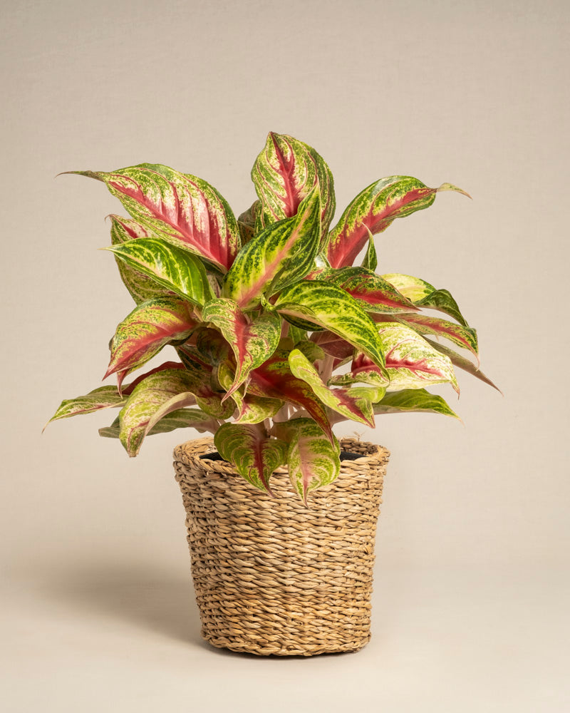 Ein Aglaonema Siam Violet mit grün und rosa bunten Blättern wächst in einem geflochtenen, hellbraunen Pflanzgefäß im Korbstil vor einem cremefarbenen Hintergrund.
