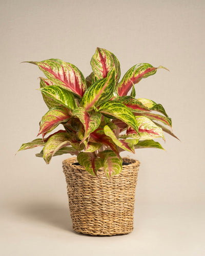 Ein Aglaonema Siam Violet mit grün und rosa bunten Blättern wächst in einem geflochtenen, hellbraunen Pflanzgefäß im Korbstil vor einem cremefarbenen Hintergrund.