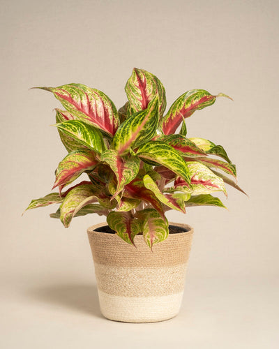 Aglaonema Siam Violet mit grünen Blättern, rosa Mitte und gelben Rändern in einem beigefarbenen geflochtenen Korb mit weißem Boden vor einem schlichten hellen Hintergrund.