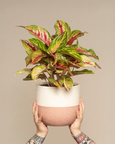 Ein Paar tätowierter Hände hält ein Aglaonema Siam Violet mit leuchtend grünen und rosa Blättern in einem mattweißen und rosa Topf vor einem neutralen beigen Hintergrund hoch.