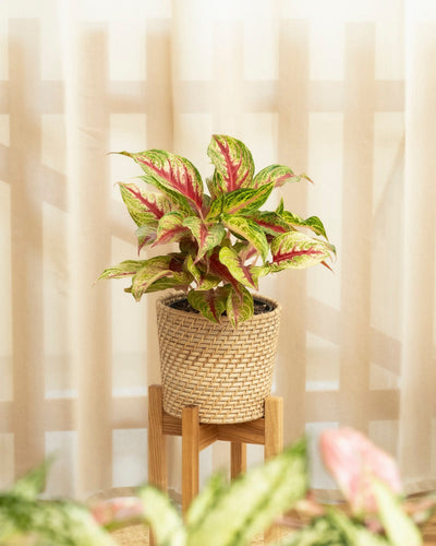 Das Aglaonema Siam Violet mit auffälligen grün-rosa bunten Blättern steht in einem beigefarbenen, geflochtenen Pflanzgefäß auf einem Holzständer. Zart beigefarbene Vorhänge und ein unscharfer Zaun im Hintergrund schaffen eine gemütliche Raumatmosphäre.