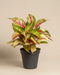 Das Aglaonema Siam Violet mit grünen Blättern, die mit rosa und cremefarbenen Streifen und Flecken verziert sind, steht in einem einfachen schwarzen Plastiktopf vor einem schlichten beigen Hintergrund.