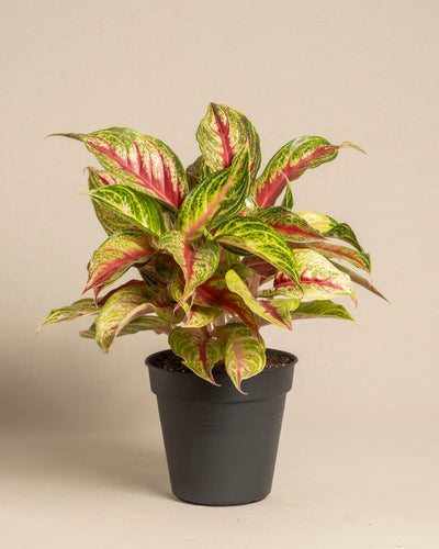 Das Aglaonema Siam Violet mit grünen Blättern, die mit rosa und cremefarbenen Streifen und Flecken verziert sind, steht in einem einfachen schwarzen Plastiktopf vor einem schlichten beigen Hintergrund.