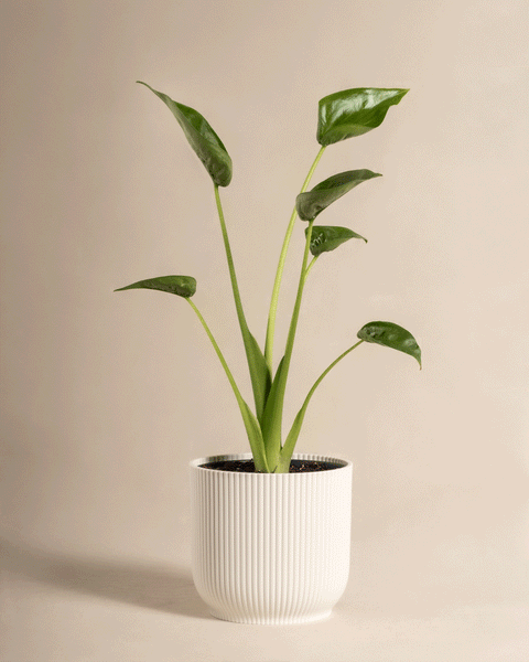 Eine Alocasia 'Tiny Dancer' mit sechs aufrechten grünen Blättern sitzt in einem gerippten weißen Keramiktopf vor einem beigen Hintergrund.