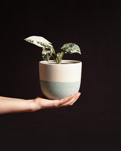 Alocasia micholitziana frydek variegata im Keramik Übertopf auf einer Hand getragen