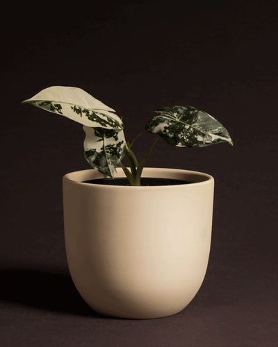 Alocasia micholitziana frydek variegata im Keramik Übertopf