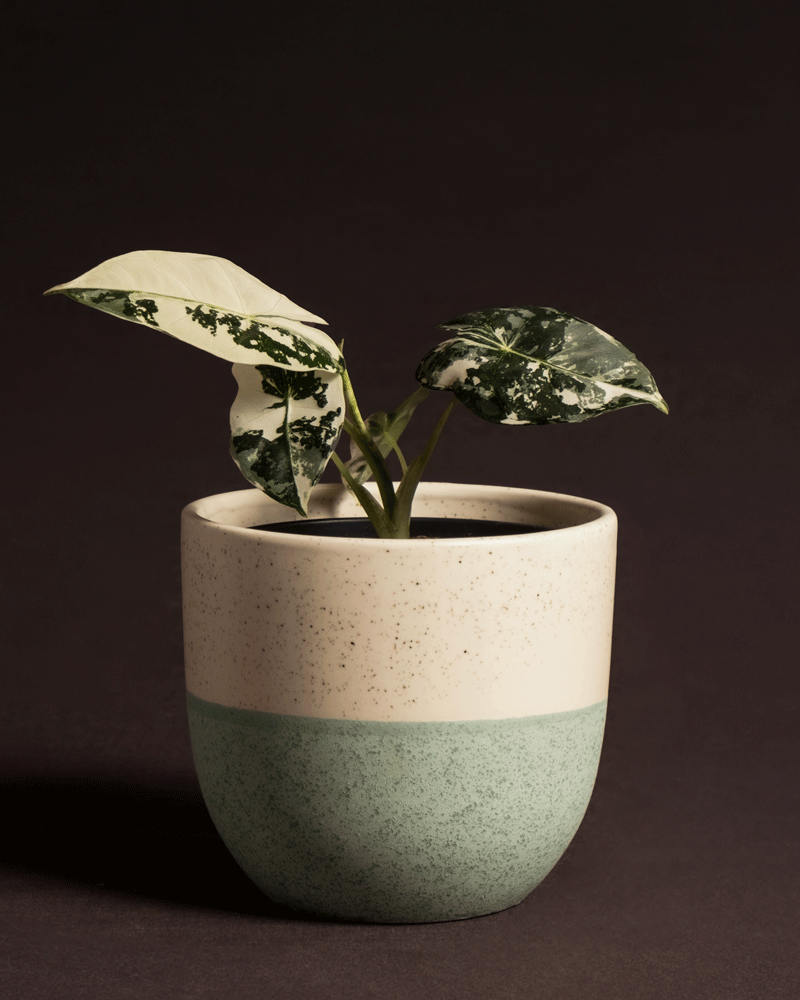 Alocasia micholitziana frydek variegata im Keramik Übertopf
