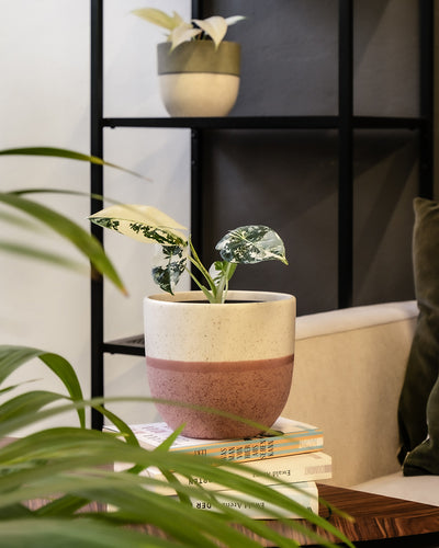 Alocasia micholitziana frydek variegata im Keramik Übertopf auf einem Tisch im Wohnzimmer