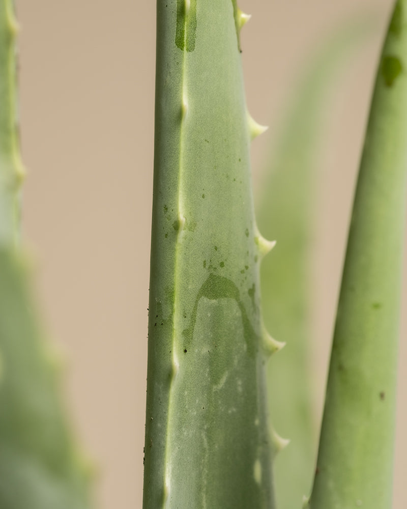 Detailaufnahme einer Aloe Vera, bei der die Struktur und die Zacken gut erkennbar sind.