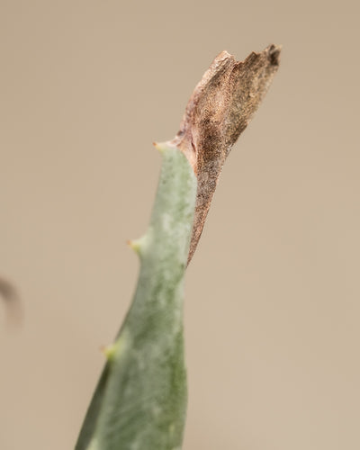 Aloe Vera Detailaufnahme von brauner Spitze.