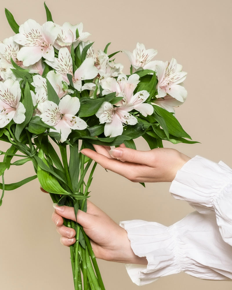 Eine Person in einem weißen, langärmeligen Hemd hält einen Strauß weißer Alstroemeria mit blassrosa und weißen Blüten und grünen Blättern, die vor einem beigen Hintergrund glücklich aussehen.