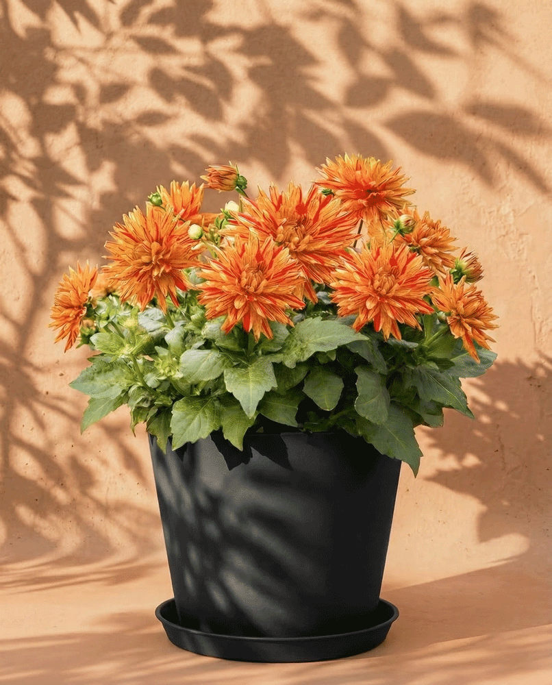 Dahlien (hellorange)