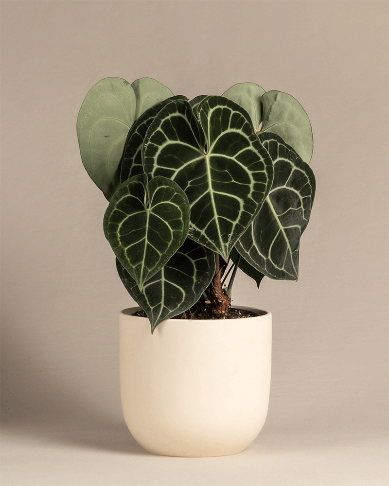 Anthurium clarinervium