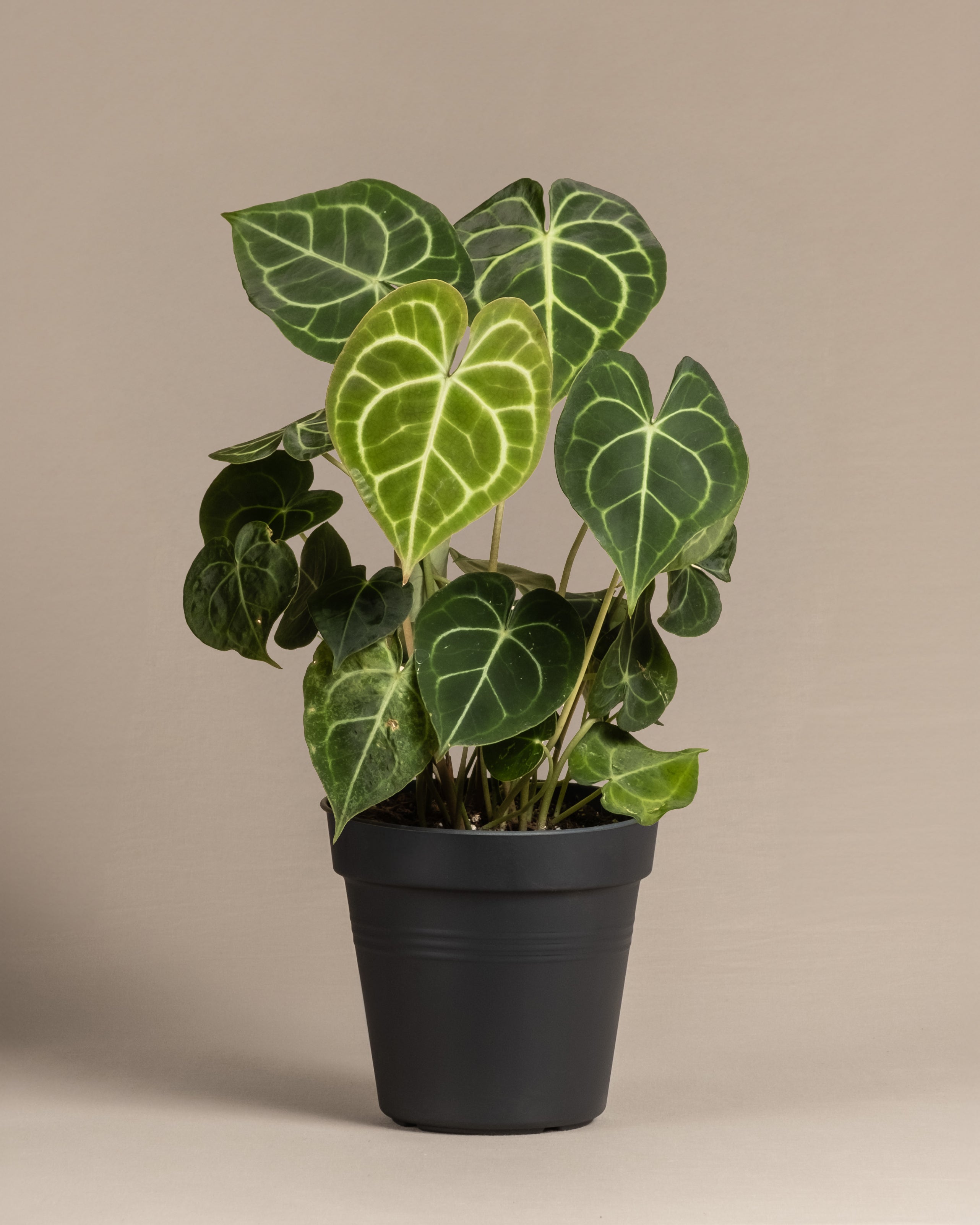 Die Anthurium clarinervium hat große, herzförmige, dunkelgrüne Blätter mit auffälligen weißen Adern und wird in Töpfen vor einem einfarbig beigen Hintergrund präsentiert.