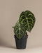 Anthurium clarinervium