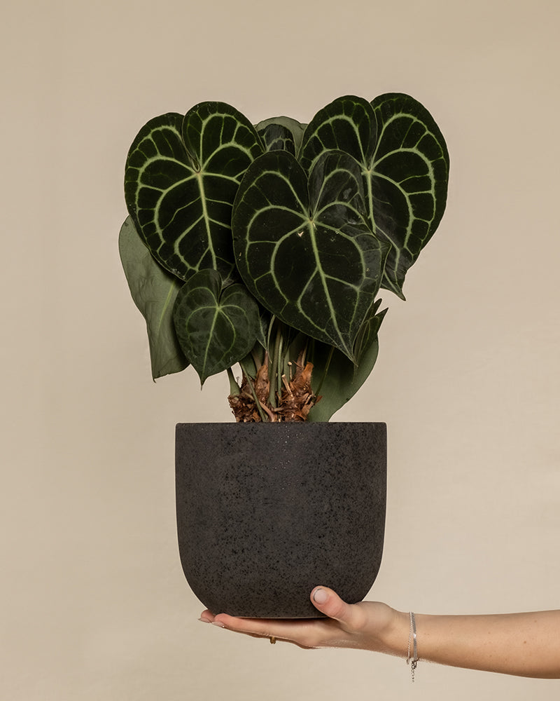 Eine Anthurium clarinervium in einem schwarzen Keramiktopf wird hochgehalten.