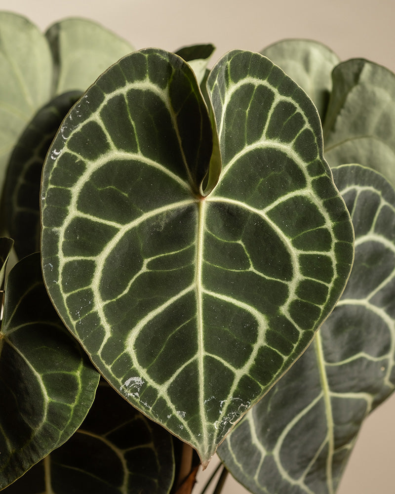 Detailaufnahme eines herförmigen Blattes einer Anthurium clarinervium.