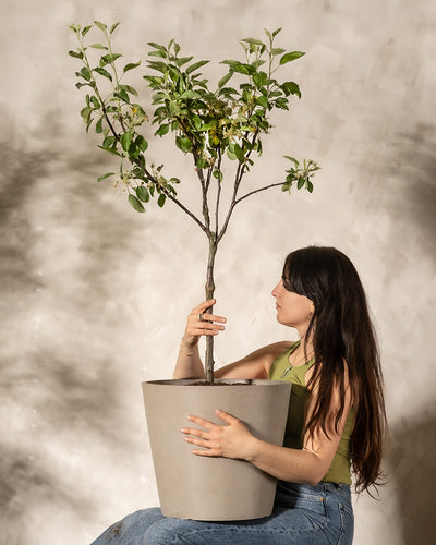 Eine Frau mit langem dunklem Haar sitzt da und hält einen Apfelbaum in einem Topf mit kleinen grünen Blättern und weißen Blüten. Sie trägt ein grünes ärmelloses Oberteil und blaue Jeans vor einer neutralen Wand, die sanft beleuchtet ist, um die ruhige Atmosphäre von Braeburn Patio hervorzurufen.