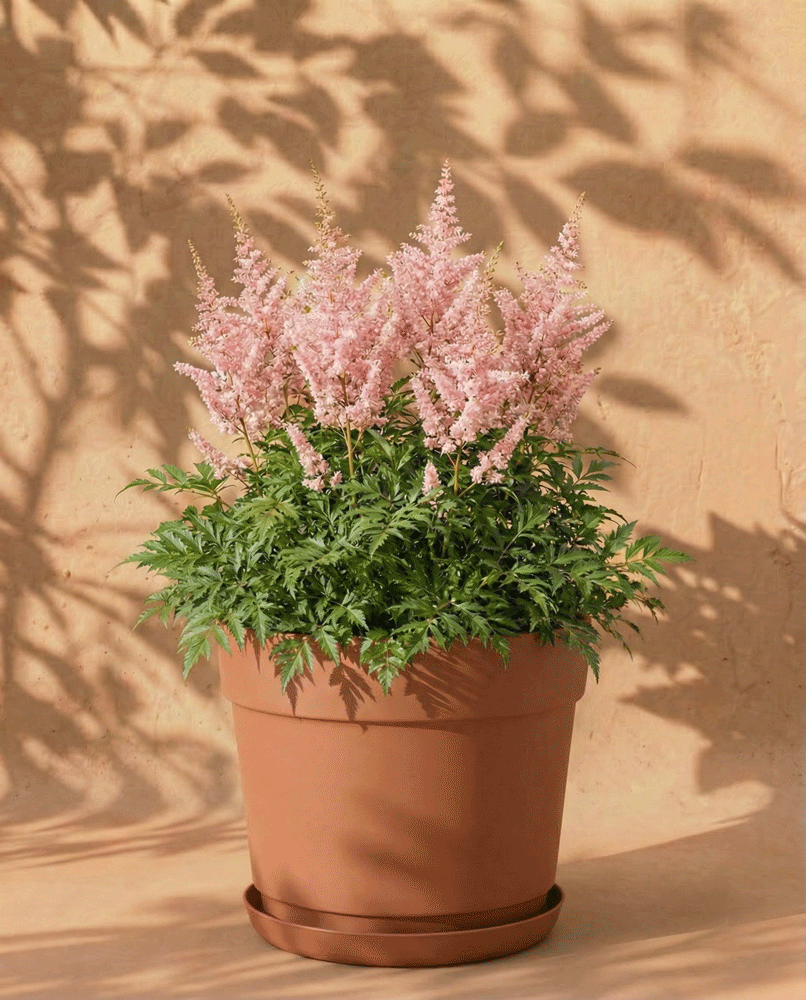 Astilbe (rosa)