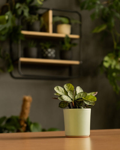 Keramik Baby-Topfset 'Sencillo' (3 Stk.) im Wohnzimmer