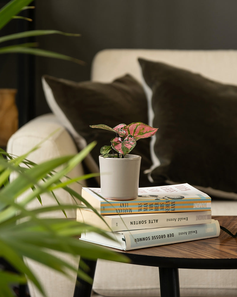 Baby Caladium 'Purple Light' auf einem Bücherstapel im Wohnzimmer