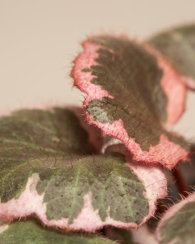 Eine Nahaufnahme des Babypflanzen-Trios mit rosa Blättern zeigt Blätter mit einem lebhaften, mehrfarbigen Muster. Die überwiegend grünen rosaroten Blätter haben rosa umrandete, unscharfe Ränder und zeigen eine Reihe von Farbtönen, darunter auch dunklere Flecken. Die Textur wirkt vor einem schlichten, neutralen beigen Hintergrund leicht haarig.