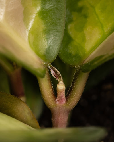 Nahaufnahme eines Babypflanzen-Trios mit rosa Blättern, das einen rosafarbenen, haarigen Stiel mit einer kleinen, aufkommenden Knospe zeigt. Die umgebenden Blätter sind grün mit einer helleren Panaschierung. An einem hellen Standort hebt der unscharfe Hintergrund das neue Wachstum der Pflanze in der Mitte hervor.
