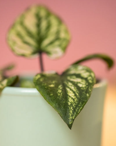 Detailaufnahme Baby Caladium 'Pliage' Blatt