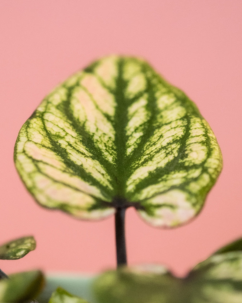 Detailaufnahme Baby Caladium 'Pliage' Blätter