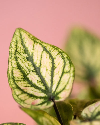 Detailaufnahme Baby Caladium 'Pliage' Blatt