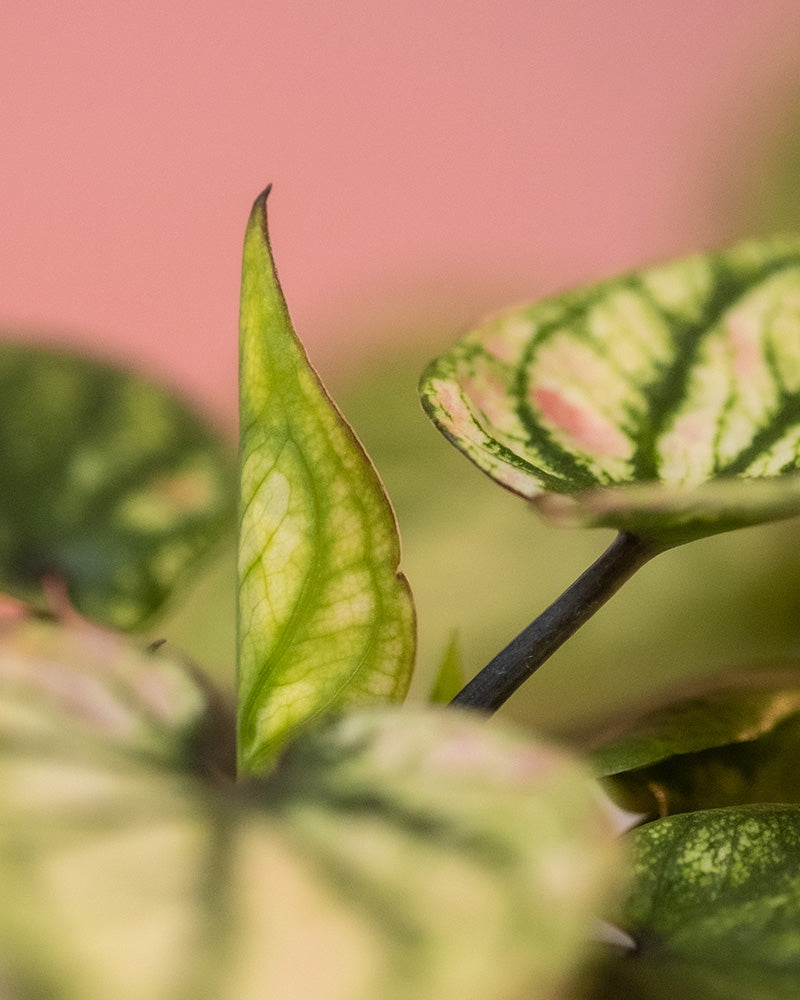 Detailaufnahme Baby Caladium 'Pliage' Blatt