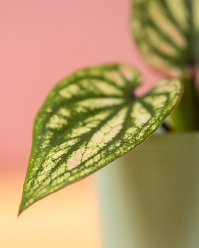 Detailaufnahme Baby Caladium 'Pliage' Blatt