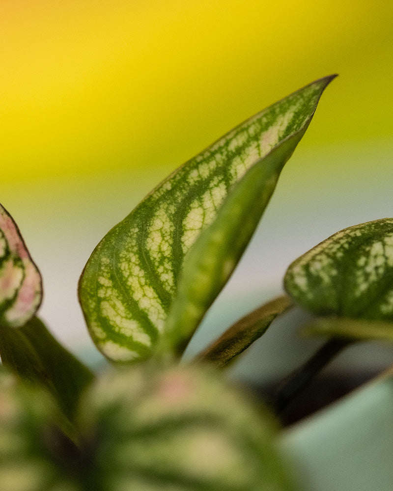 Detailaufnahme Baby Caladium 'Pliage' Blatt