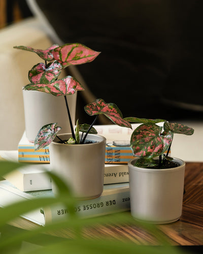 Babytrio Caladium 'Purple Light' gehalten von drei Händen in unterschiedlichen Keramiktöpfen von feey