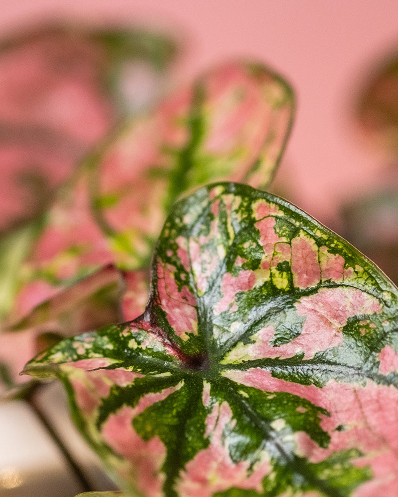 Detailaufnahme Baby Caladium 'Purple Light' Blatt